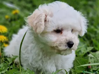 Bichón Frisé perros Bichon Frise - Anuncio 1