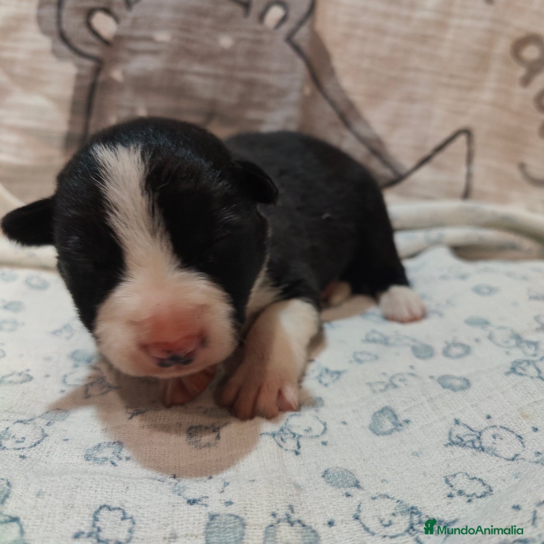 Border Collie perros en venta: Border Collie Blue Merle disponibles - Anuncio 4