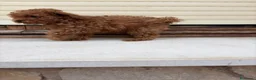 Caniche Toy perros en venta: Caniche toy - Anuncio 7