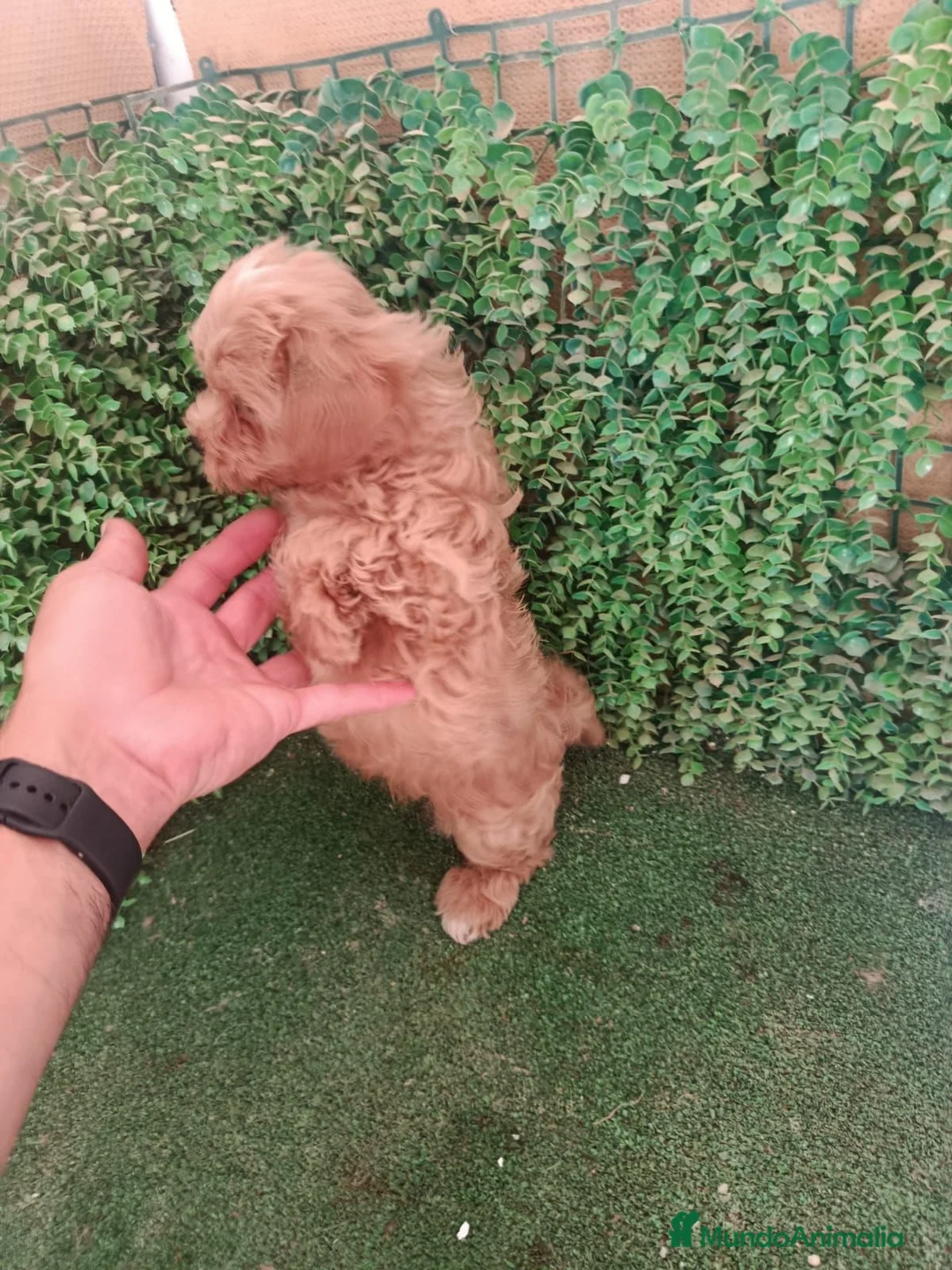 Maltipoo perros en venta: Camada disponible de maltipoo - Anuncio 2