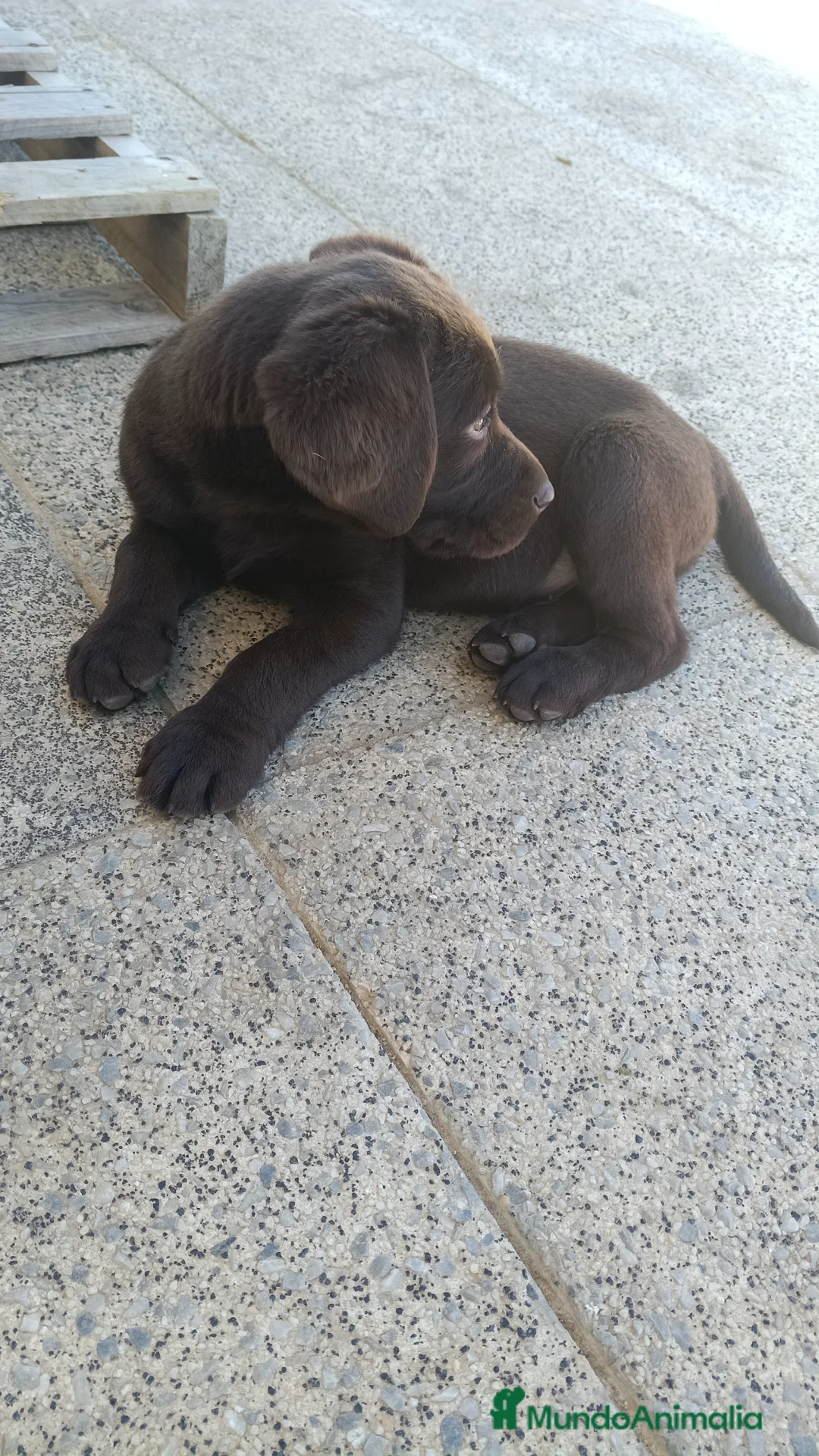 Labrador Retriever perros en venta: Labrador retriever chocolate disponible  en Sevilla - Anuncio 1