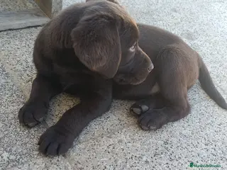 Labrador Retriever perros Labrador retriever chocolate disponible - Anuncio 4