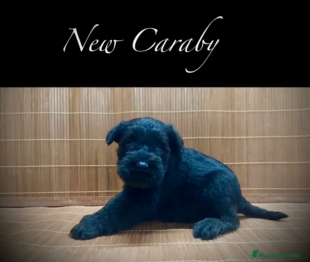 Schnauzer Miniatura perros en venta: Caraby Schnahuzer miniatura  - Anuncio 2