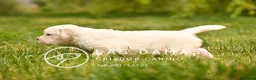 Golden Retriever perros en venta: GOLDEN RETRIEVER DISPONIBLES - Anuncio 3