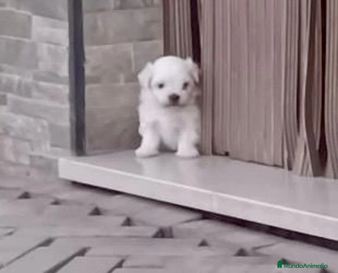 Bichón Maltés perros en venta: Bichon maltés  - Anuncio 8