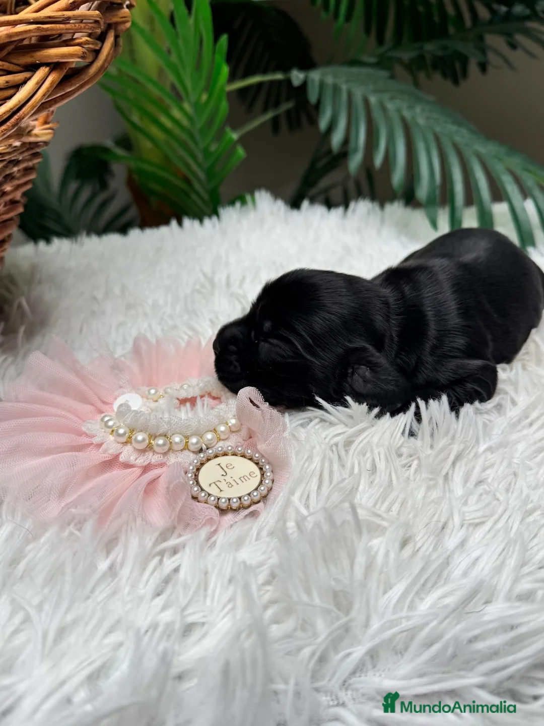 Cocker Spaniel Inglés perros en venta: COCKER SPANIEL INGLES - Anuncio 2