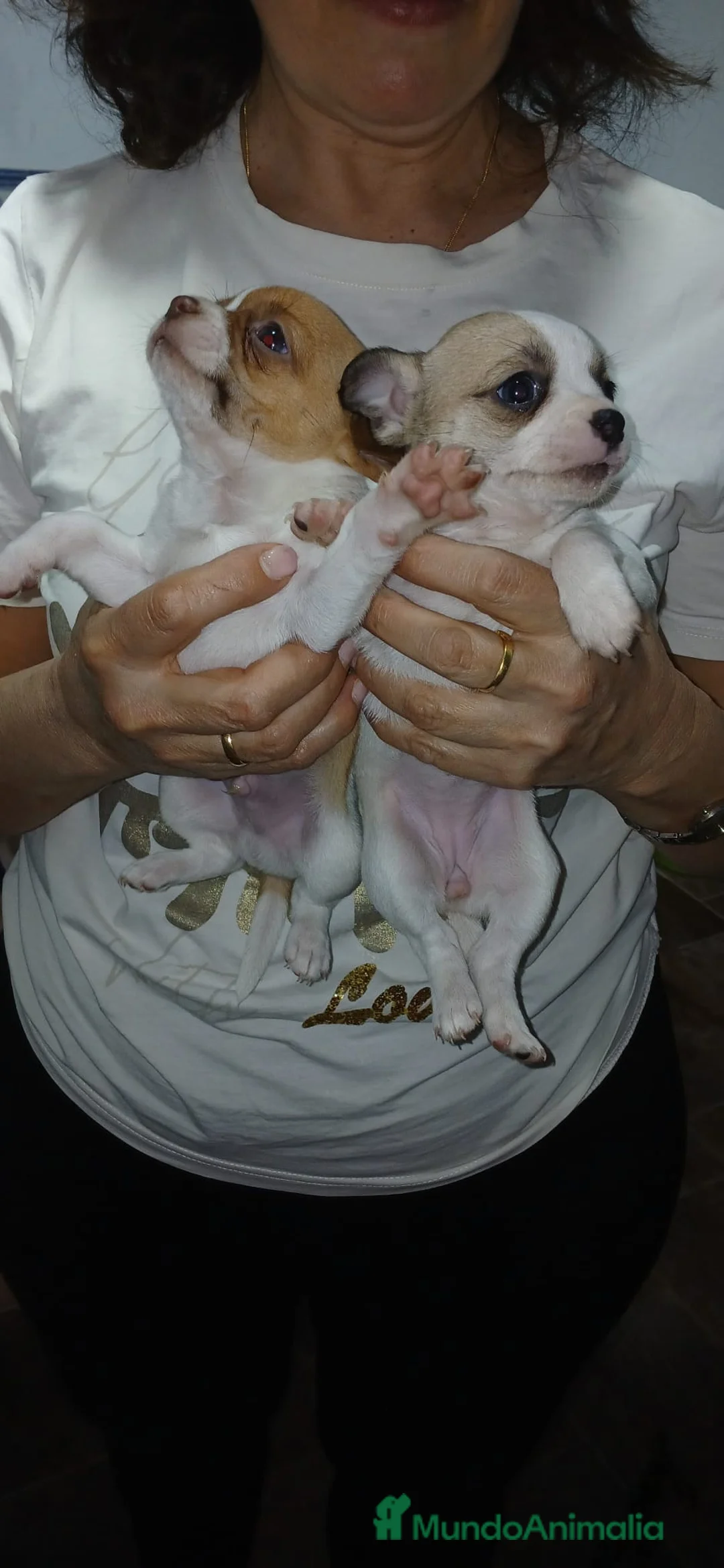 Chihuahua perros en venta: Chihuahua línea rusa - Anuncio 6