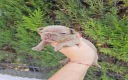 Bulldog Francés perros en venta: Bulldog francés exoticos  - Imagen 2