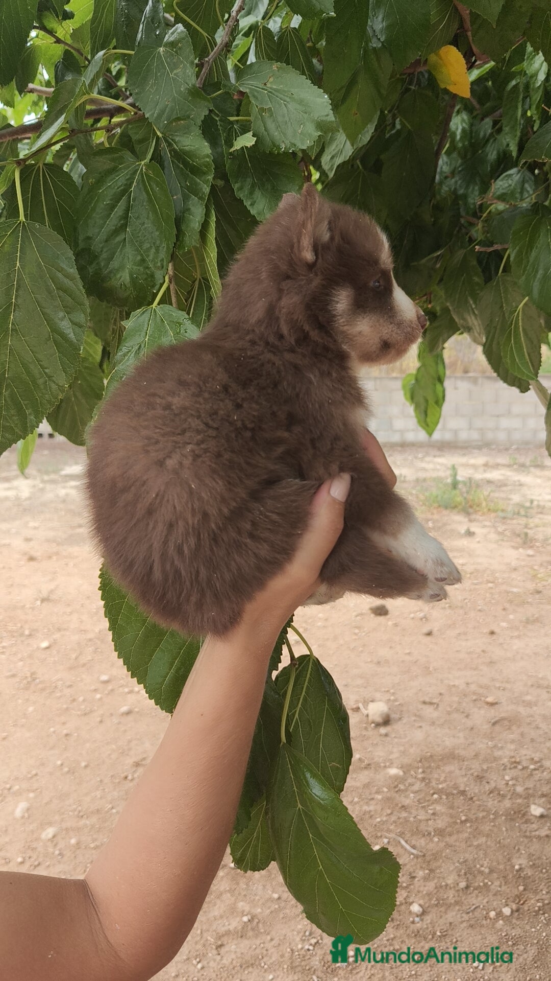 Husky Siberiano perros en venta: Husky  - Imagen 6