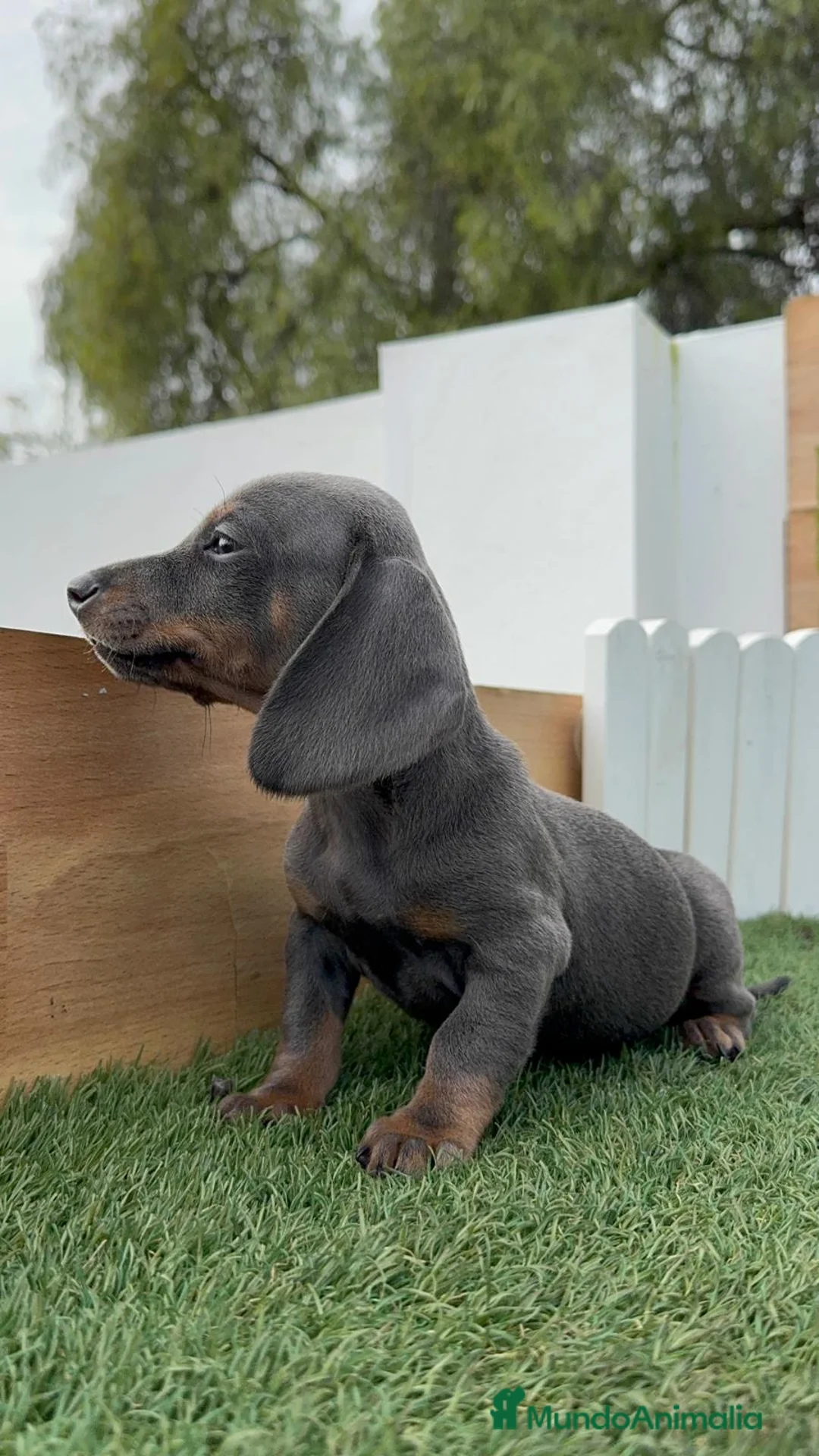 Teckel Miniatura perros en venta: TECKEL MINIATURA BLUE - Anuncio 12