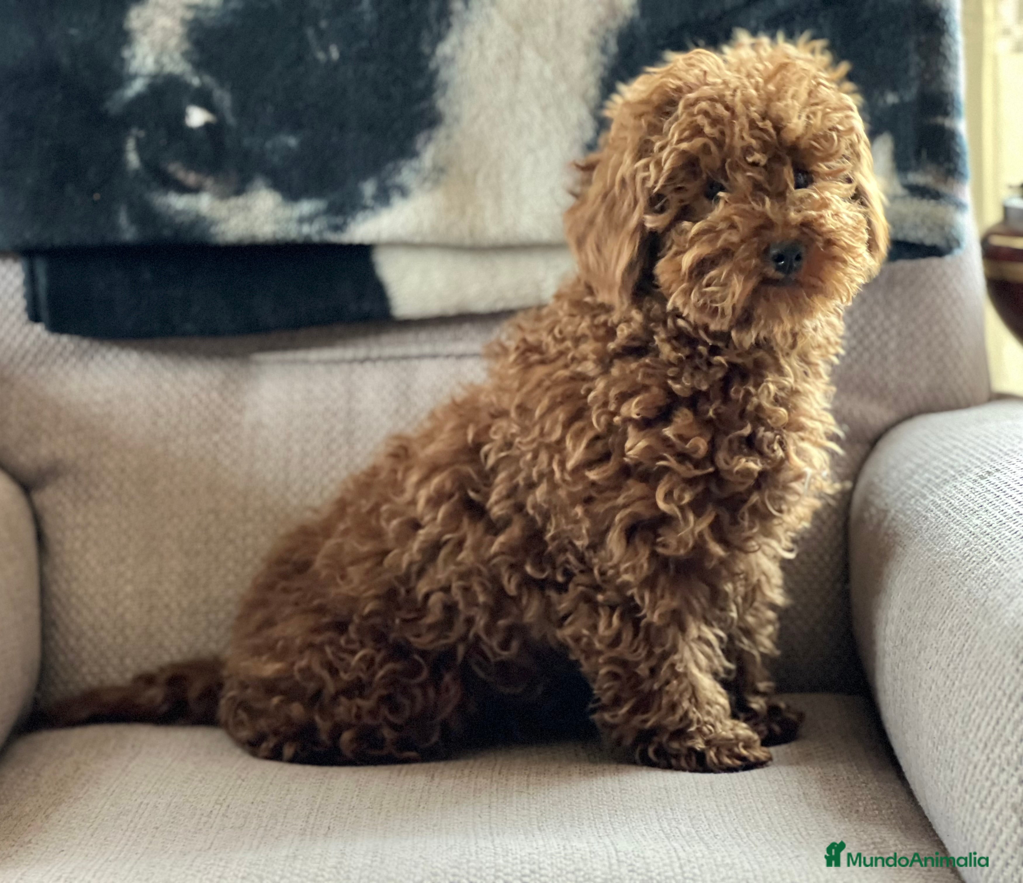 COCO
