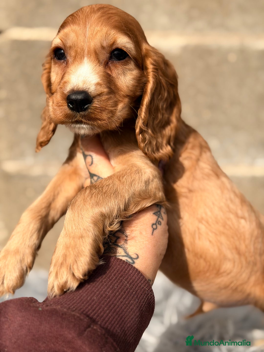 Cocker Spaniel Inglés perros en venta: Cocker Ingles dorado - Anuncio 3