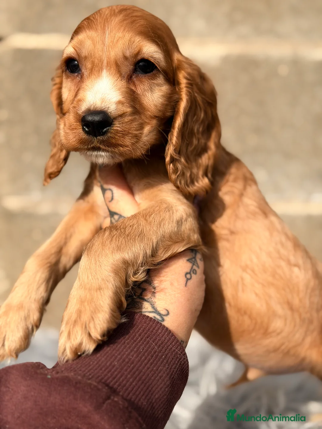 Cocker Spaniel Inglés perros en venta: Cocker Ingles dorado - Anuncio 3