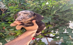 Teckel Miniatura perros en venta: Teckel miniatura  - Imagen 1