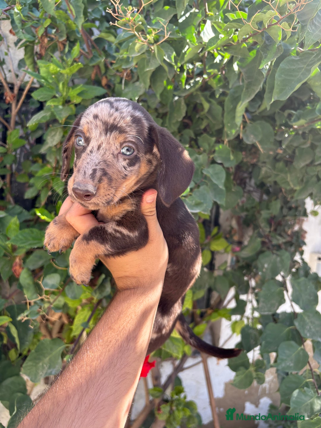 Teckel Miniatura perros en venta: Teckel miniatura  - Imagen 1