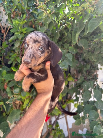 Teckel Miniatura perros - Anuncio 18