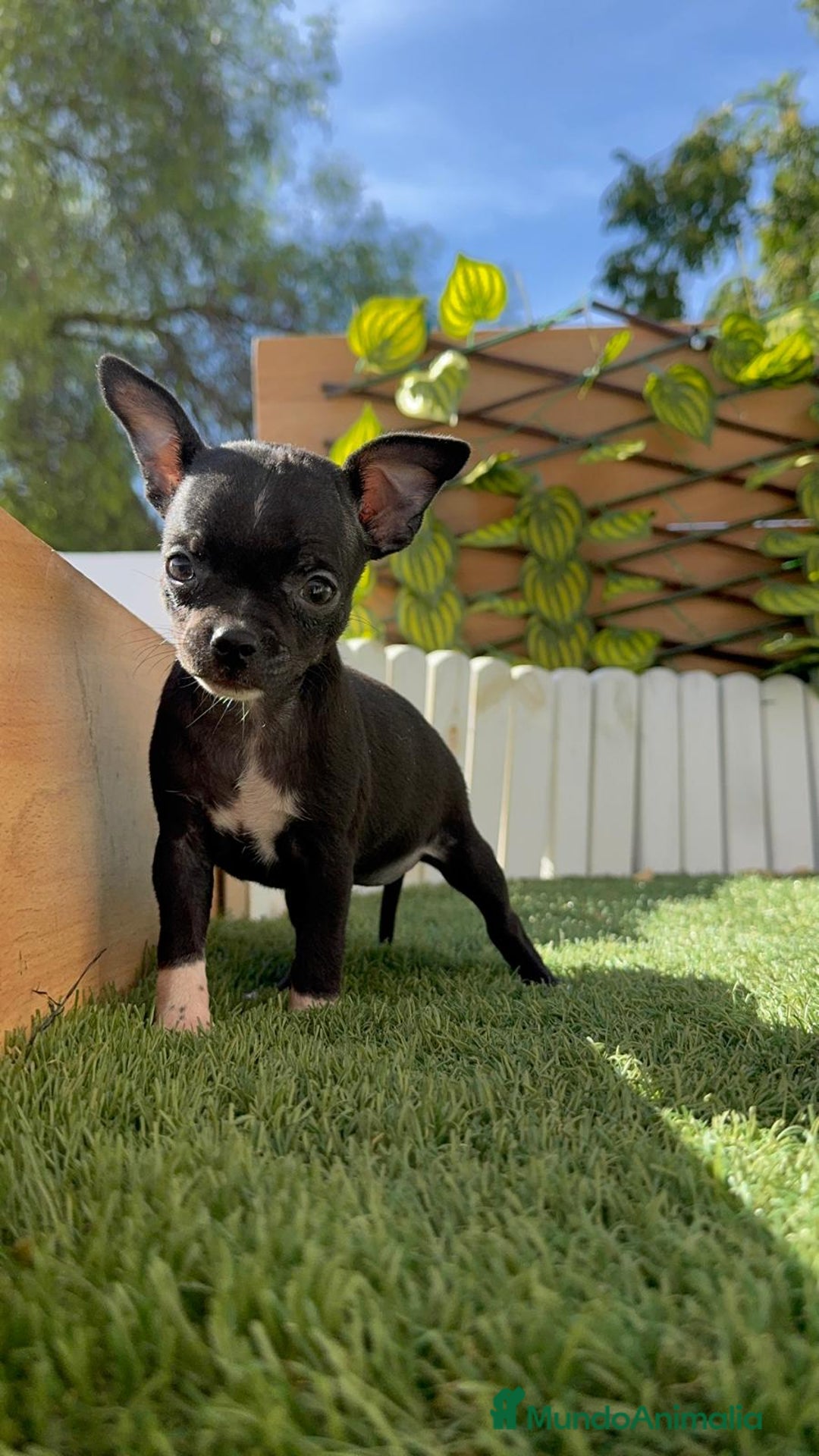 Chihuahua perros en venta: Chihuahua  - Imagen 6