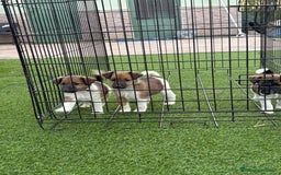 Fox Terrier de Pelo Liso perros en venta: Cachorros fox terrier pelo liso  - Anuncio 7