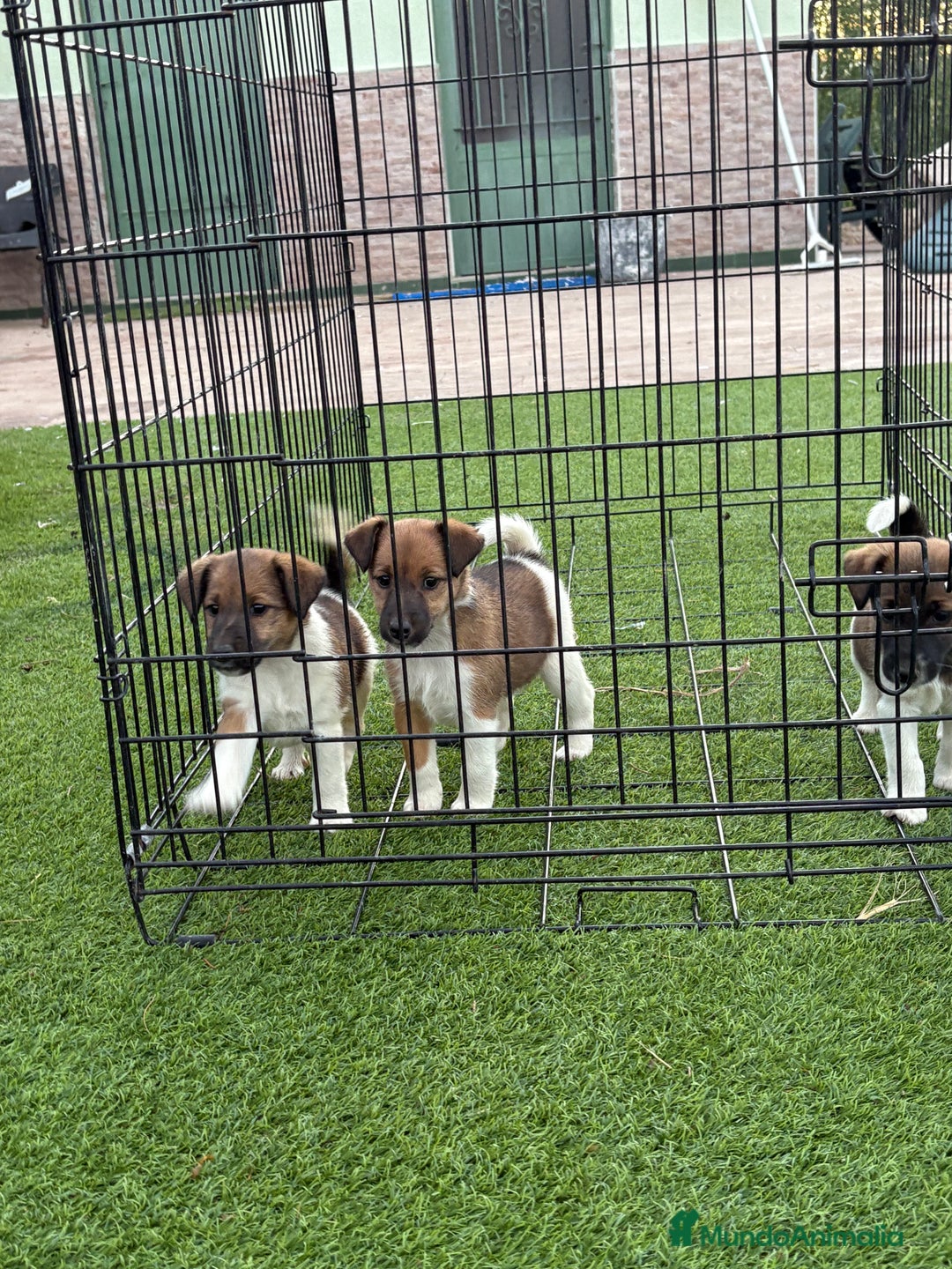 Fox Terrier de Pelo Liso perros en venta: Cachorros fox terrier pelo liso  - Anuncio 7