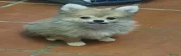 Pomerania perros en venta: Pomeranian  - Anuncio 3
