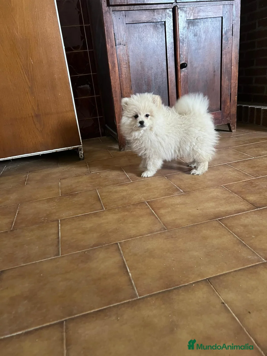 Pomerania perros en venta: Pomerania crema - Anuncio 1