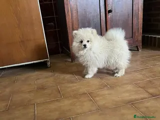 Pomerania perros Pomerania crema - Anuncio 1