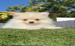 Pomerania perros en venta: POMERANIA MACHO - Imagen 3