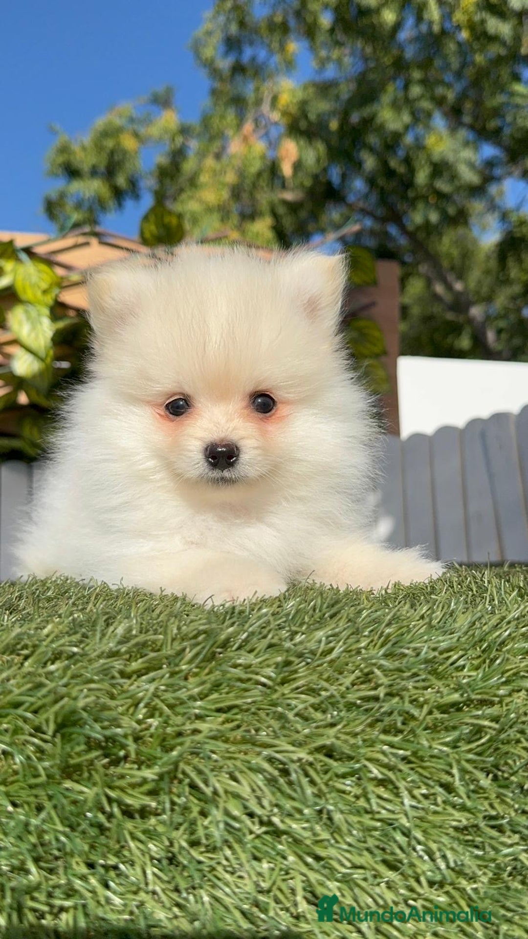 Pomerania perros en venta: POMERANIA MACHO - Imagen 3