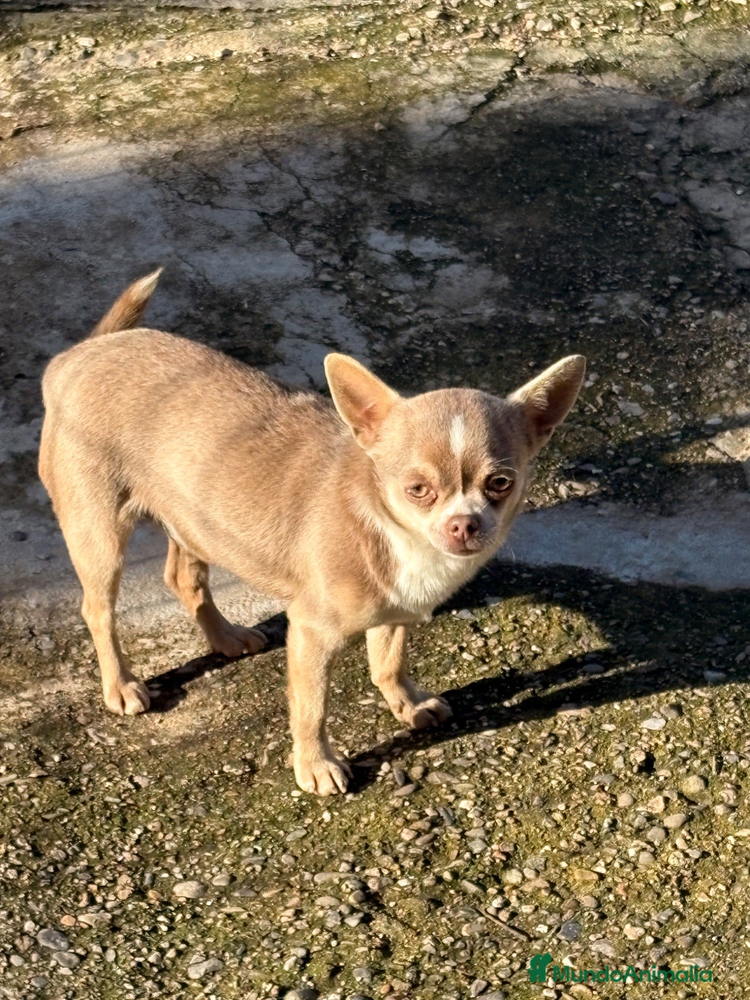 Chihuahua perros Chihuahuas blue - Anuncio 1
