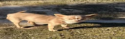 Chihuahua perros en venta: Chihuahuas blue - Anuncio 1