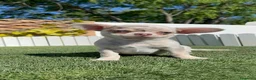Chihuahua perros en venta: CHIHUAHUA MERLE MACHO - Anuncio 10