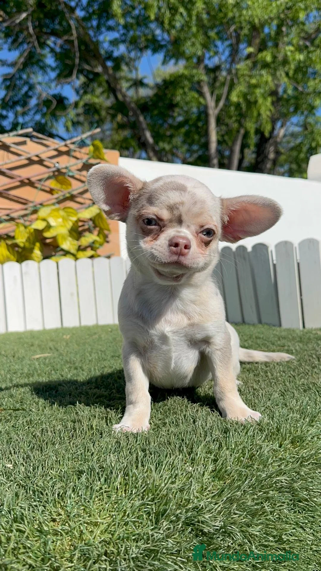Chihuahua perros en venta: CHIHUAHUA MERLE MACHO - Anuncio 10