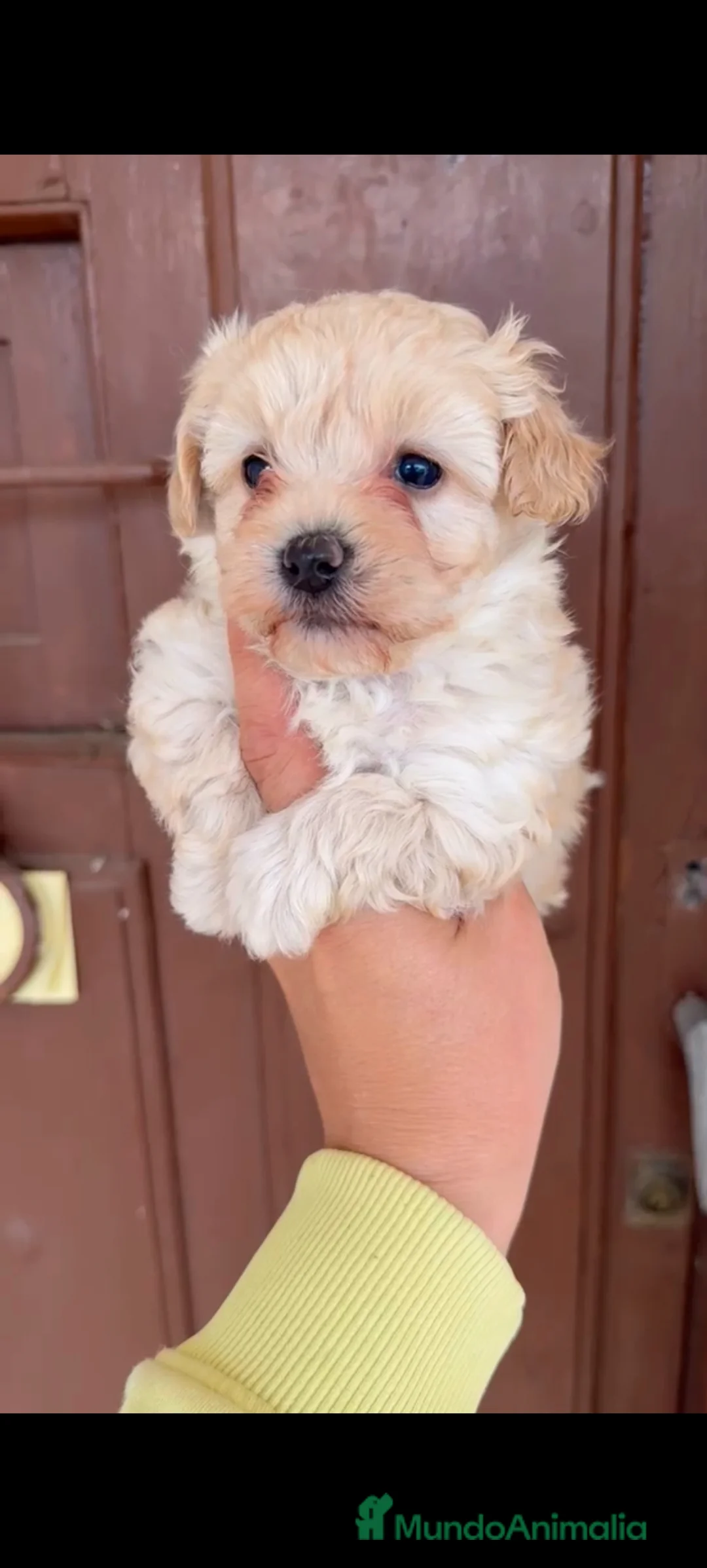 Maltipoo perros en venta: Maltipoo hembra y macho  - Anuncio 1