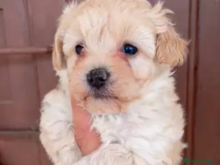 Maltipoo perros Maltipoo hembra y macho - Anuncio 1