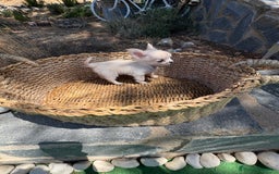 Chihuahua perros en venta: Chihuahua Micro Toy Hembra  - Imagen 9