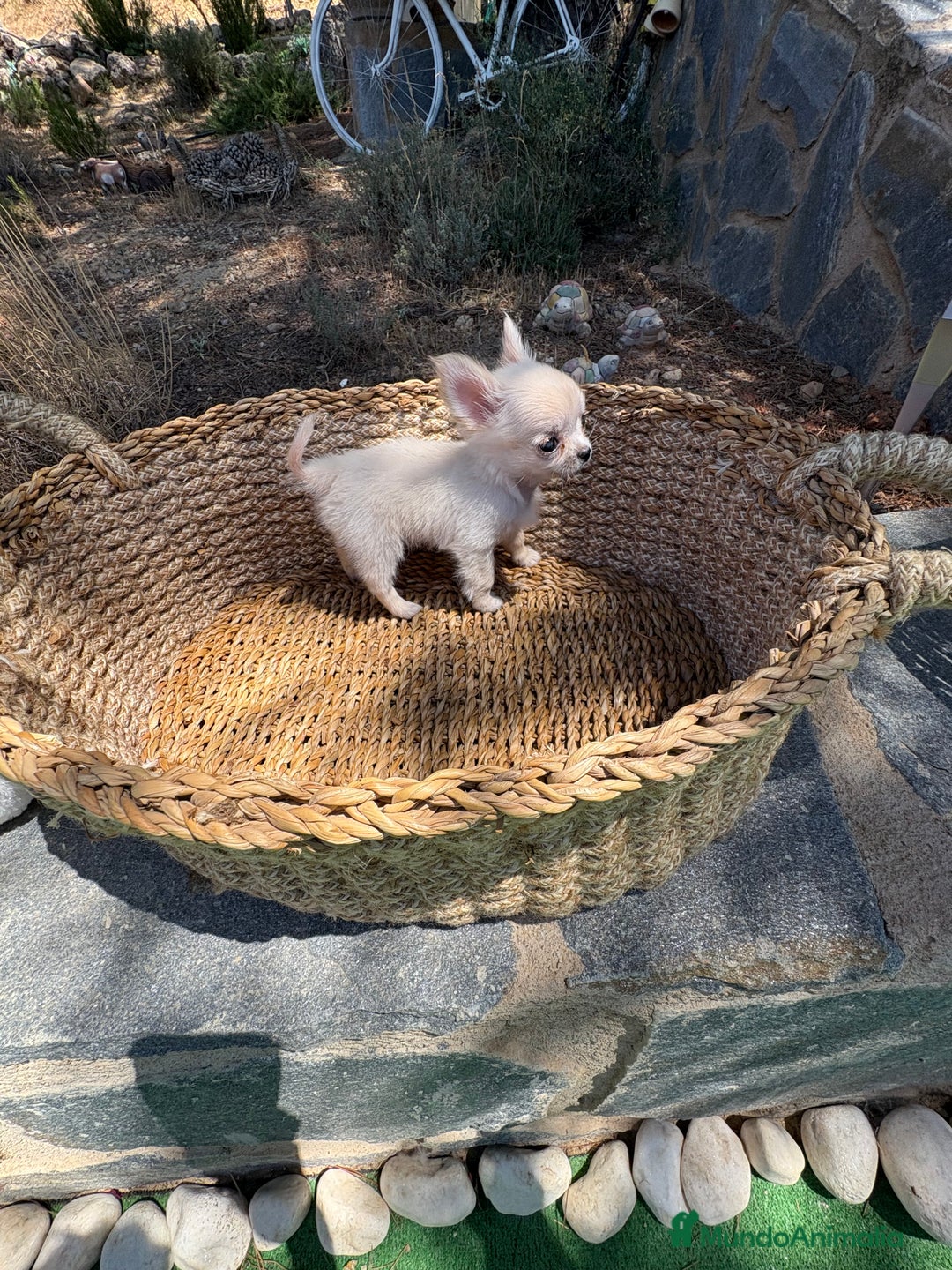 Chihuahua perros en venta: Chihuahua Micro Toy Hembra  - Imagen 9