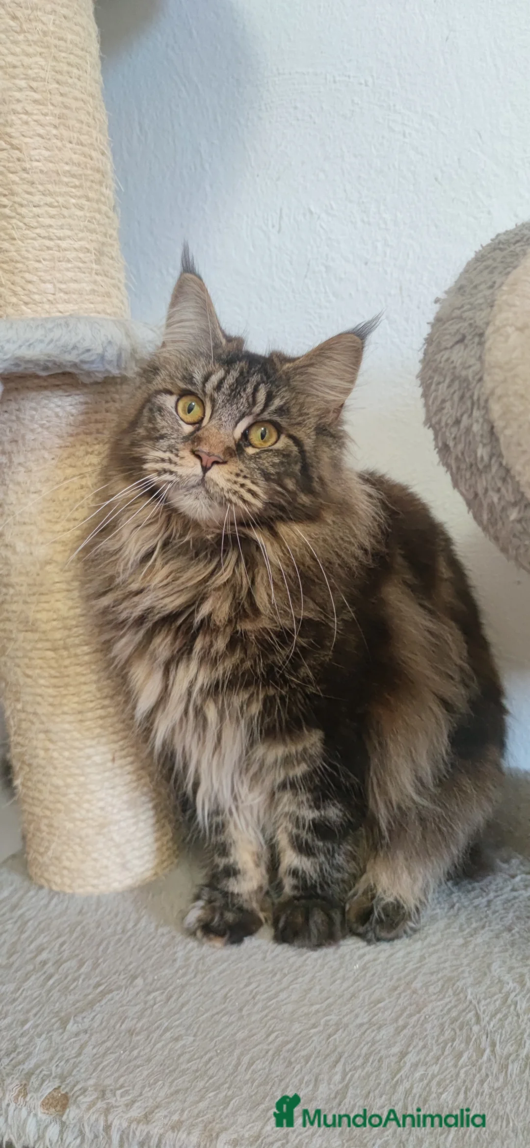 Imagen de galería {{count}}