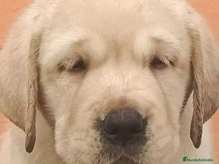 Labrador Retriever perros Labrador retriever - Anuncio 14