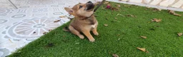 Shiba Inu perros en venta: Shiba Inu Calidad Top - Anuncio 5