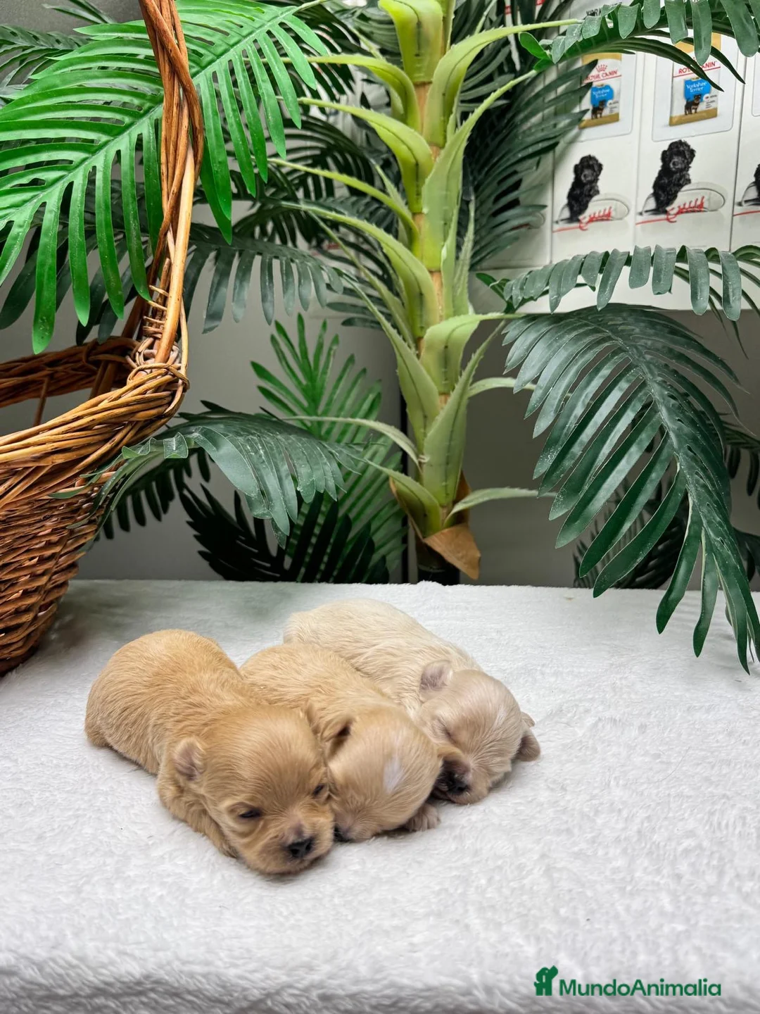 Maltipoo perros en venta: MALTIPOO COREANO - Anuncio 1
