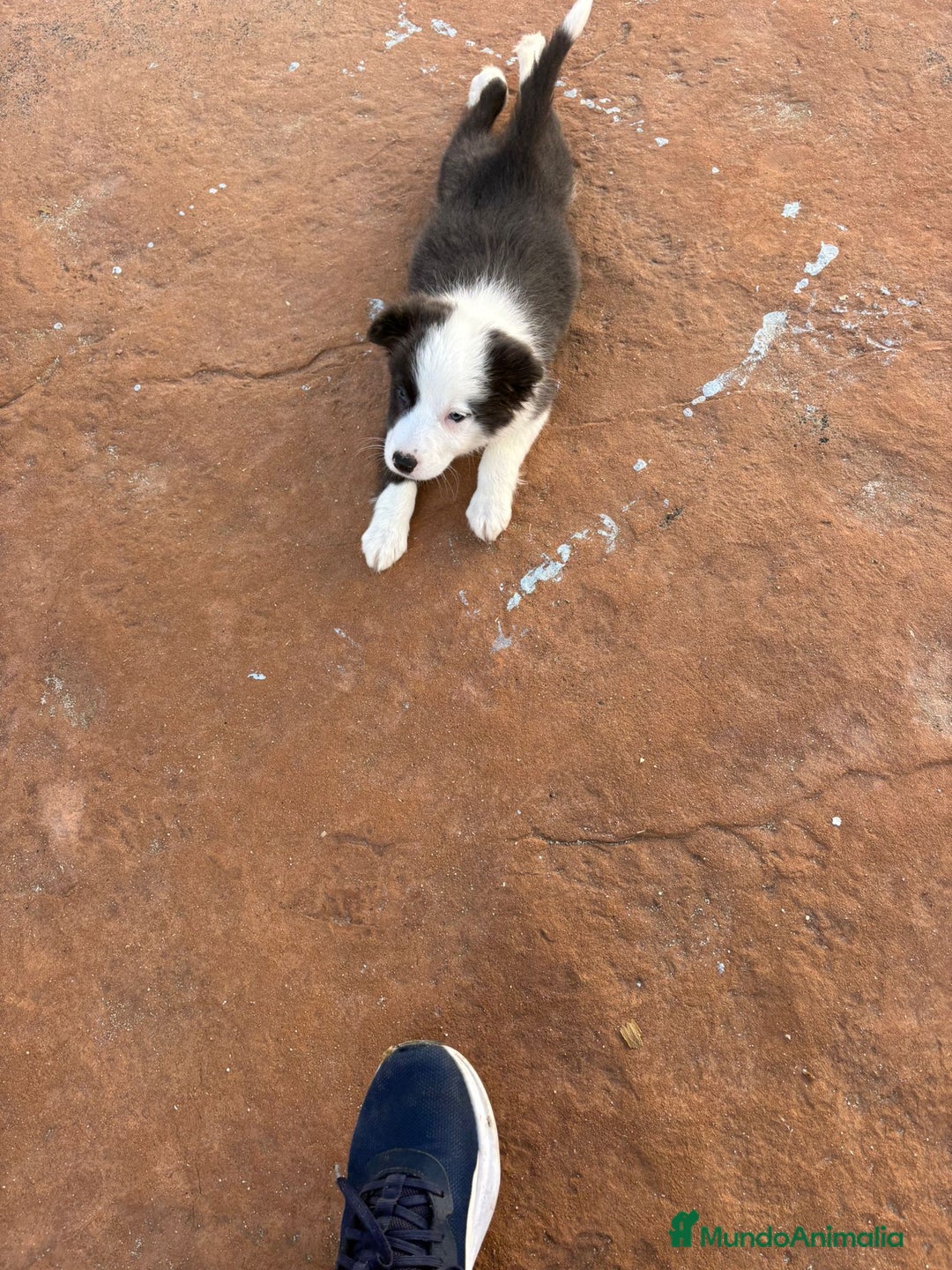 Border Collie perros en venta: Última Border collie hembra  - Anuncio 1
