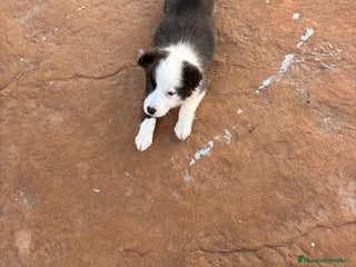 Border Collie perros Última Border collie hembra - Anuncio 3