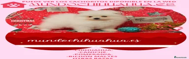 Pomerania Cachorro 12