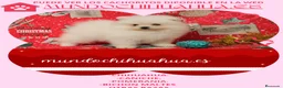 Pomerania perros en venta: PRECIOSO CACHORITO DE POMERANIA  - Anuncio 13
