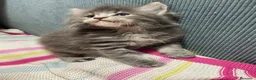 Maine Coon gatos en venta: Rey- Diez cattery  - Anuncio 20