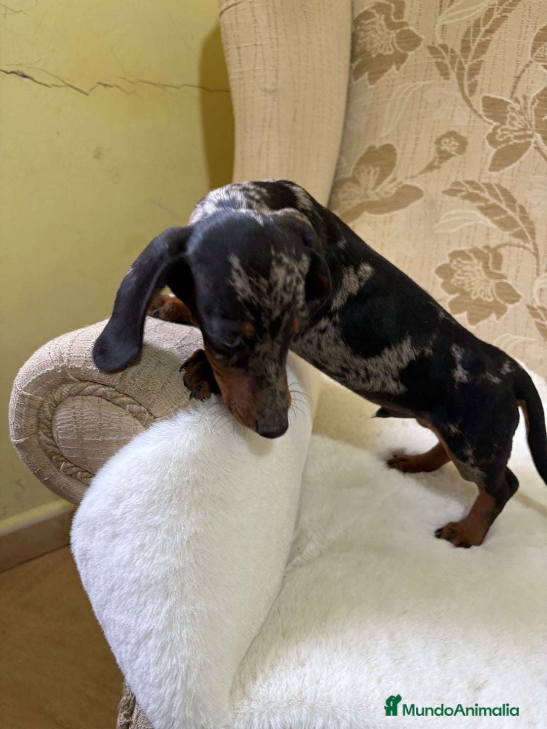 Teckel Miniatura perros en venta: cachorro de teckel miniatura arlequín Merle plata  - Imagen 11