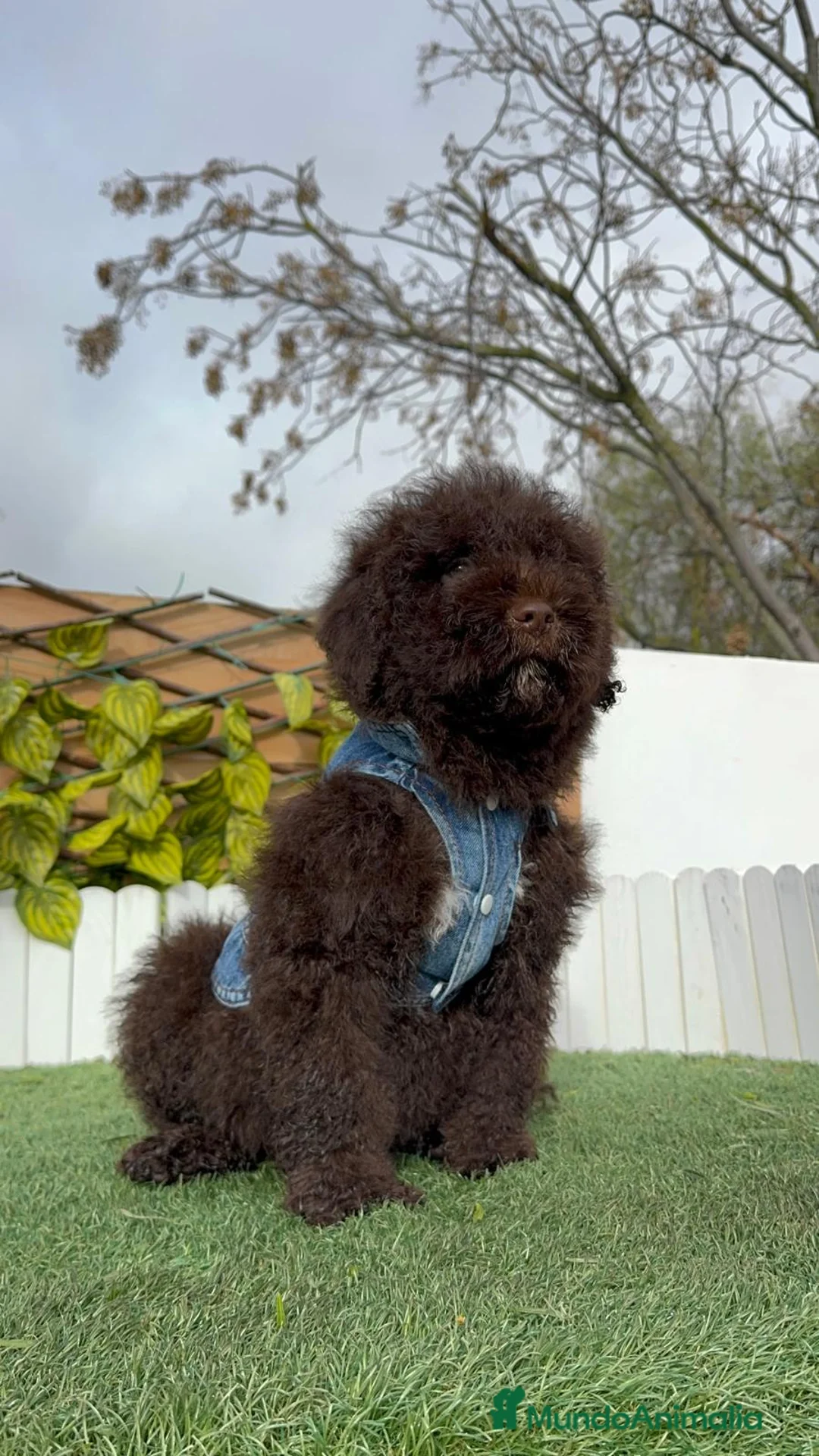 Perro de Agua Español perros en venta: PERRO DE AGUA ESPAÑOL - Anuncio 15