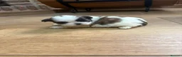 Shih Tzu perros en venta: Shih tzu mini - Anuncio 4