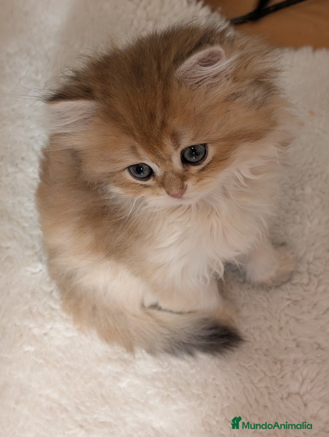 Británico de Pelo Largo gatos en venta: gatitos british longhair 📍lineas excepcionales - Anuncio 9