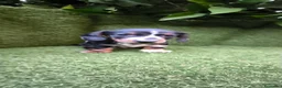 Teckel Miniatura perros en venta: preciosa camada teckel miniatura  - Anuncio 8